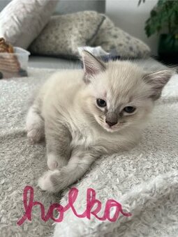 Ragdoll koťátka bez PP