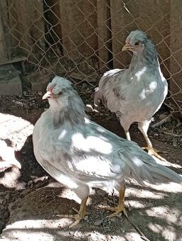Kohouti Araukana Lavender