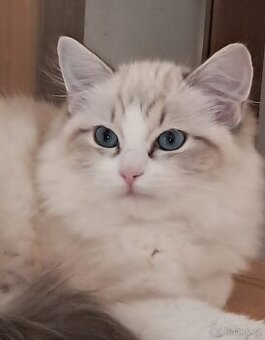 Kočička ragdoll s PP