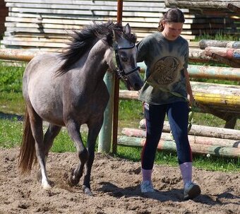 Prodej tříleté klisny Welsh pony, sekce B
