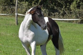 Krásná Paint horse klisna