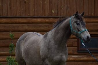 Valach paint horse 8 let