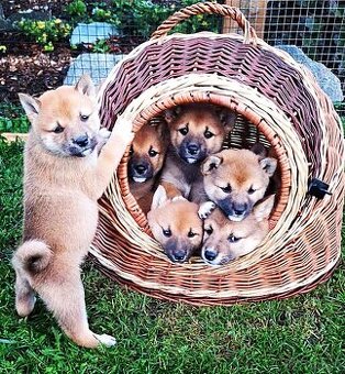 Shiba inu - 1