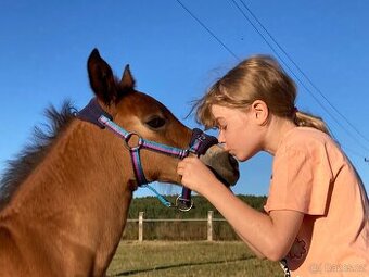 Welsh Cob miláček