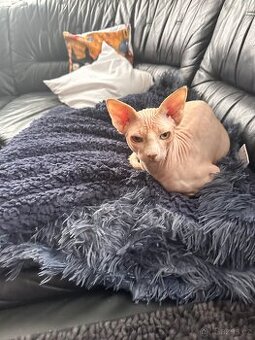 Kanadský Sphynx s průkazem původu