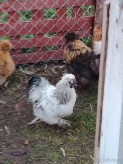 Hedvabnicka - kohout