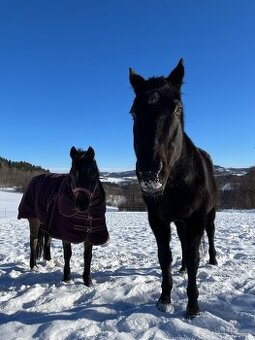 Valach společník - 1