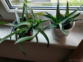 Aloe lékařské a kapradina - 1