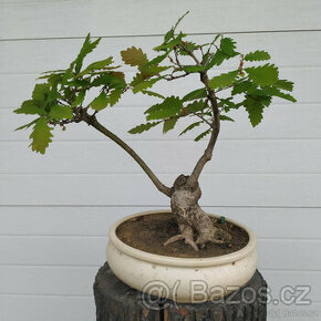 Bonsaj 27 let - Dub letní (Quercus robur)