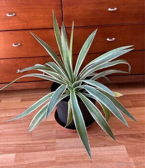 Kaktus Agave pro zahradu a balkon