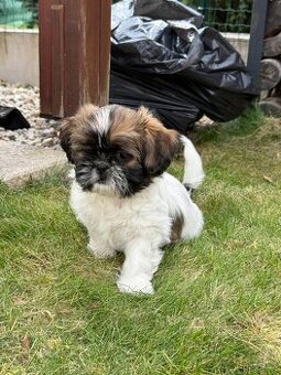 Fenka Shih-Tzu bez PP