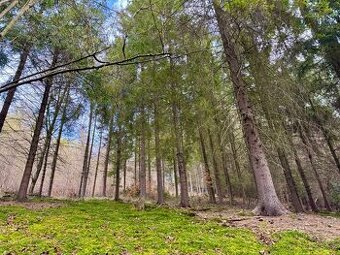 Lesní pozemek k.ú. Tísek 5.762m2