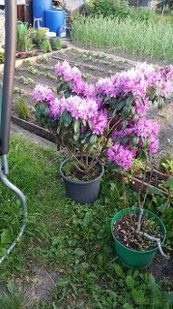 Krásné kvetoucí Rododendrony