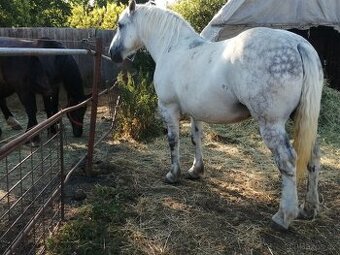 Percheron na predaj