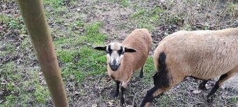 Jehnička -ovce kamerunská