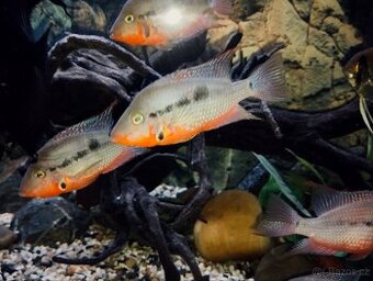 Kančík červenohrdlý