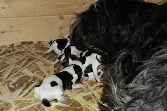 Štěňata Holandský ovčácký pudl s PP - 1