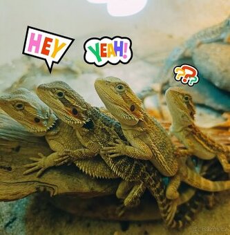 Agama vousatá - Plzeň