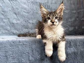 Kocourek s PP - Mainská mývalí