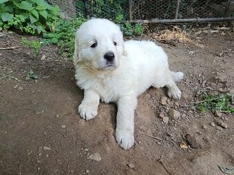 Prodám štěně čuvače