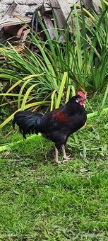 Mladý kohout letošní