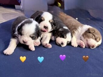 Štěňata Australský ovčák bez PP