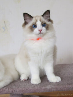 Ragdoll kocourek s průkazem původu
