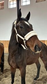 4letý valach po Romeo van het Rozenveld, nar. 4/2022