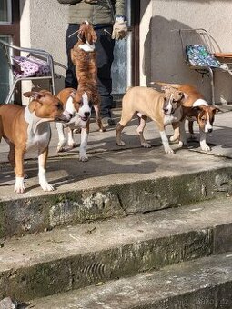 Americký stafordšírský teriér s PP