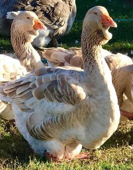 Husa Tuluská, Pomořanska, Štanjbašská