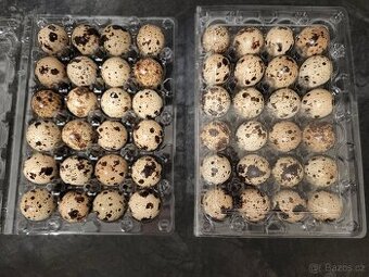 Křepelčí vajíčka