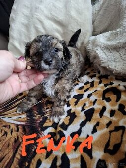 Havanský psík bez PP