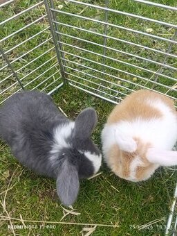 Králíček kříženec minilop