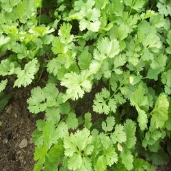 Koriandr setý (rostliny)