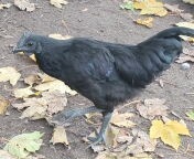 Násadová vejce Ayam Cemani