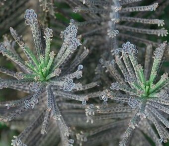 Kalanchoe delagoensis - Bryophyllum tubiflorum - sazeničky