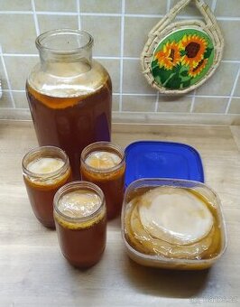 Kombucha čajová houba