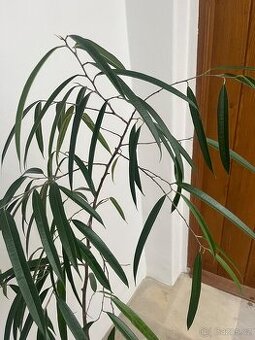 Prodám ficus binnendijkii - 1