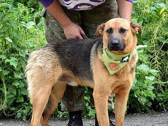 GRATO K ADOPCI - 2 ROKY, USMĚVAVÝ, MILÝ,ODDANÝ