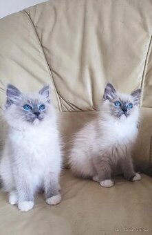 Ragdoll koťátka