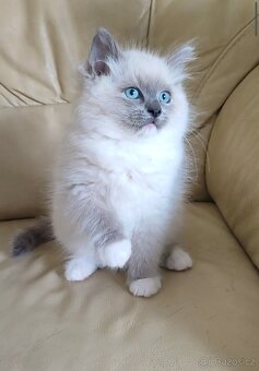 Ragdoll koťátka v barvě blue mitted a bicolor