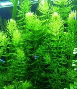 Ceratophyllum sumbersum- přírodní filtr pro jezírko/akvárium