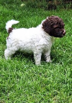 Lagotto romagnolo - pejsci