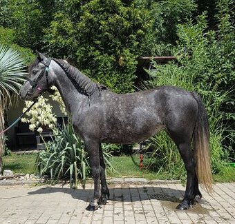 Sportovní pony princezna