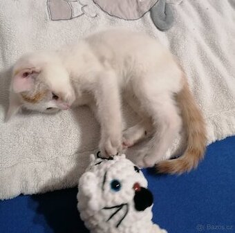 Daruji kocourka 🐱