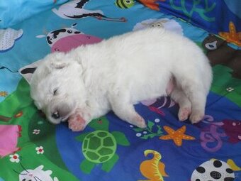 Samojed - štěňata s PP