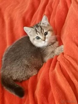 britska koťatka gold ,kočička