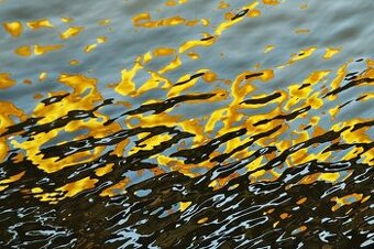 Fotoobraz - Havrani nad  obilným polem.