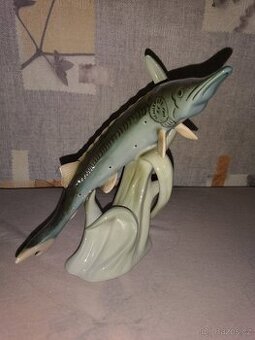 Royal dux ryba-jeseter