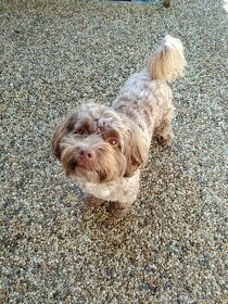 Ruská barevná bolonka s PP